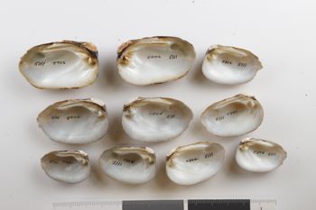Media type: image;   Malacology 5111 Description: dry;  Aspect: Vi